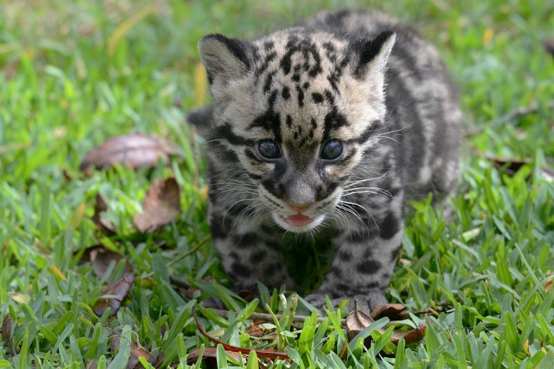 Illustration for article titled Clouded Leopard Toe Beans Are As Cute As You'd Expect